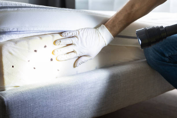 Best Cockroach Control Services  in Saranac Lake, NY