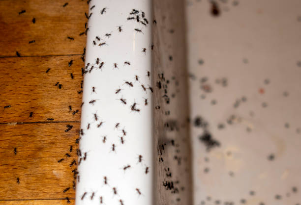 Best Pest Removal Services  in Saranac Lake, NY