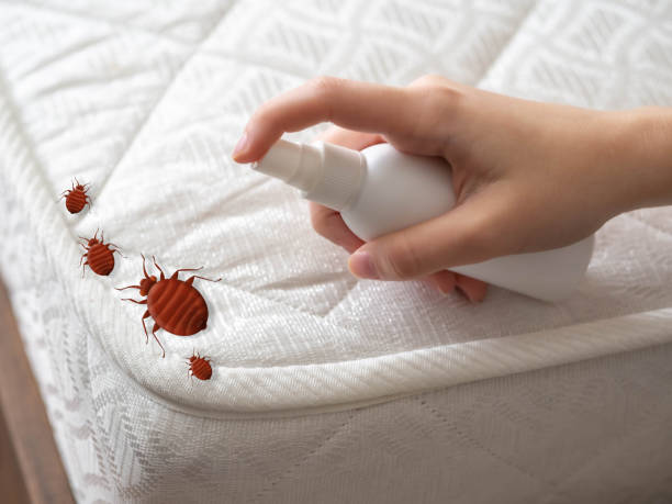 Best Pest Inspection Near Me  in Saranac Lake, NY