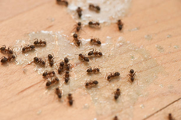 Best Best Pest Control Companies  in Saranac Lake, NY