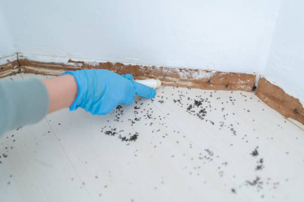 Best Termite Control Services  in Saranac Lake, NY